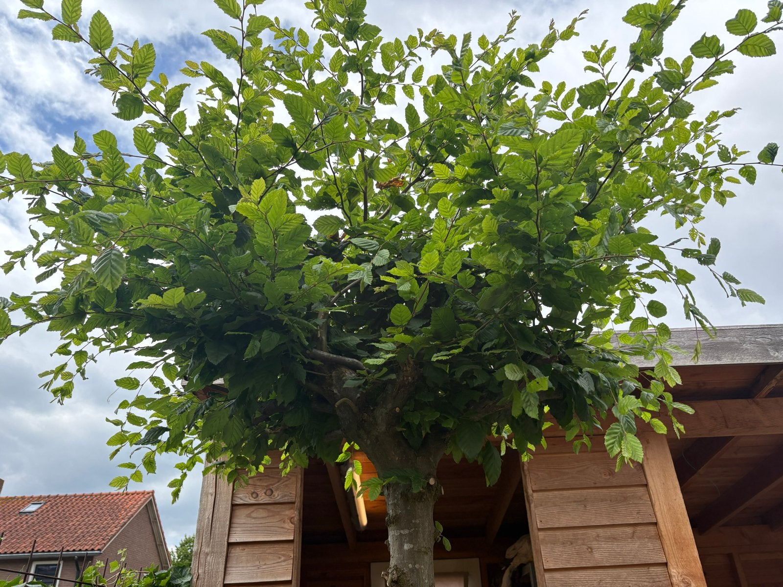 Hoogstam boom met stamomtrek van 14 cm, Volle zon, Vaste plant, Bloeit niet, Ophalen
