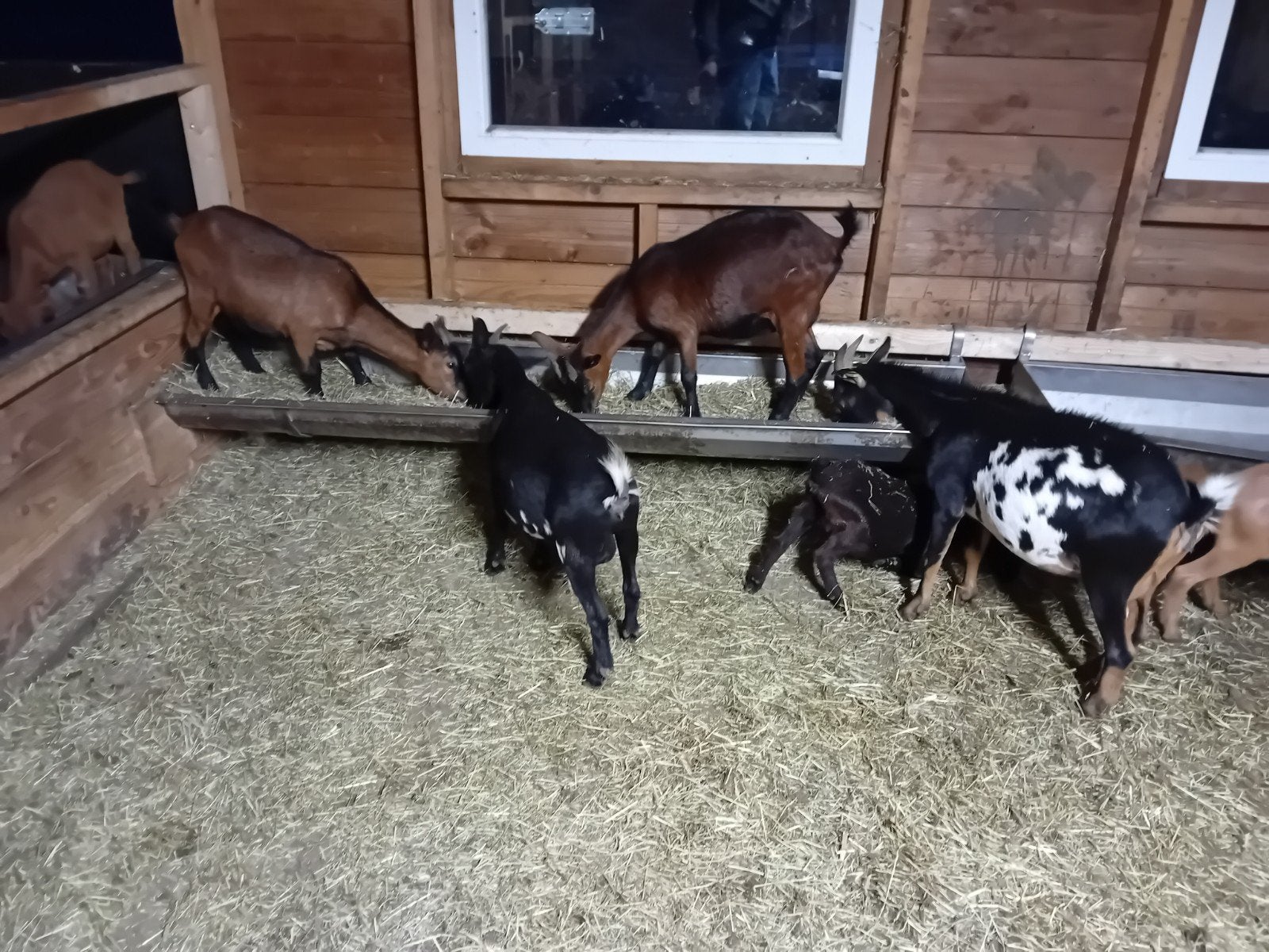 dwerg geiten en ouessant schapen, Vrouwelijk, Geit