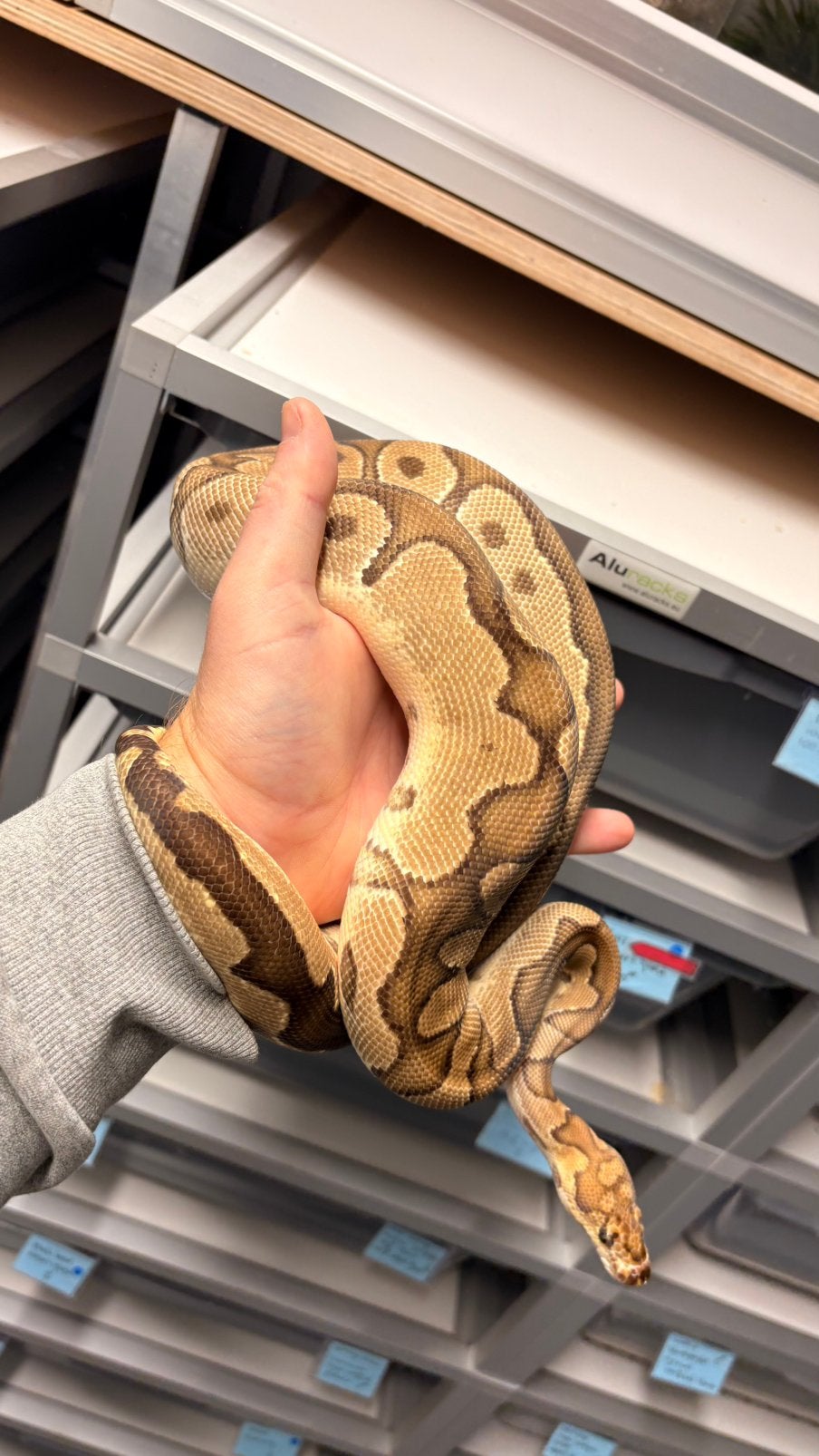 Ball python fire clown Ball Python photo 4