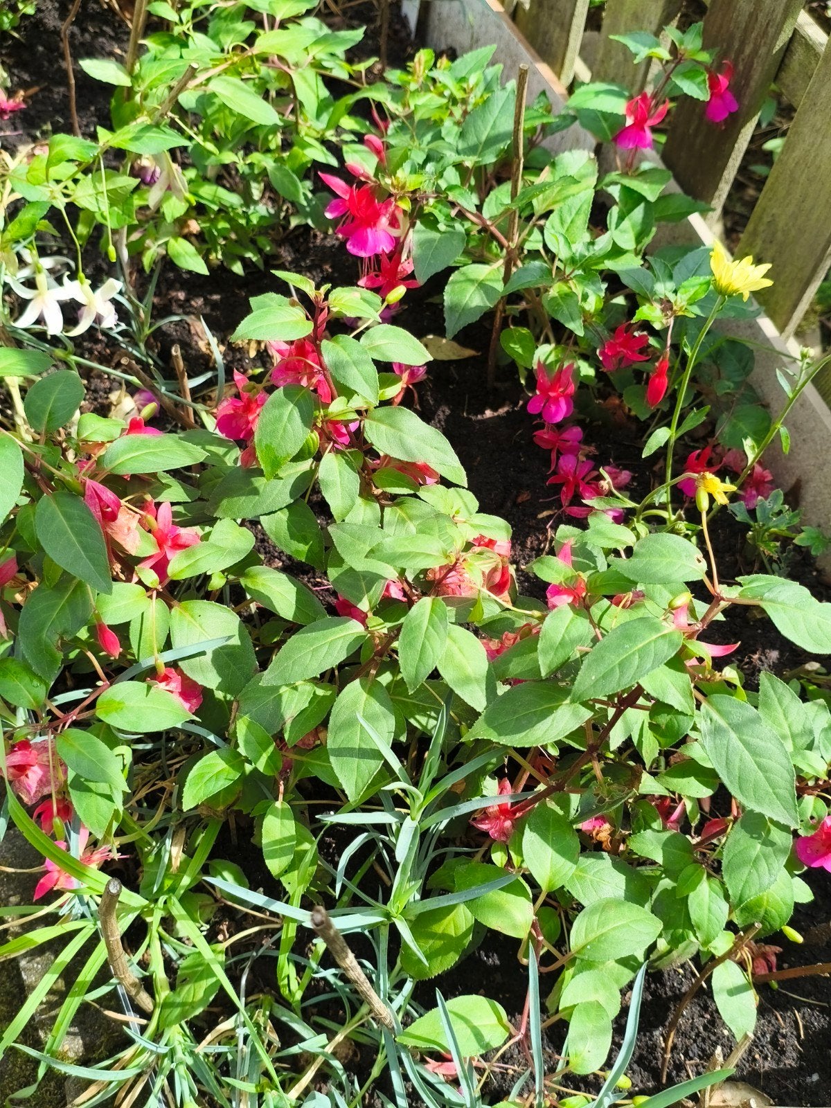 fuchsia planten, Tuin en Terras, Ophalen, Overige soorten, Volle zon
