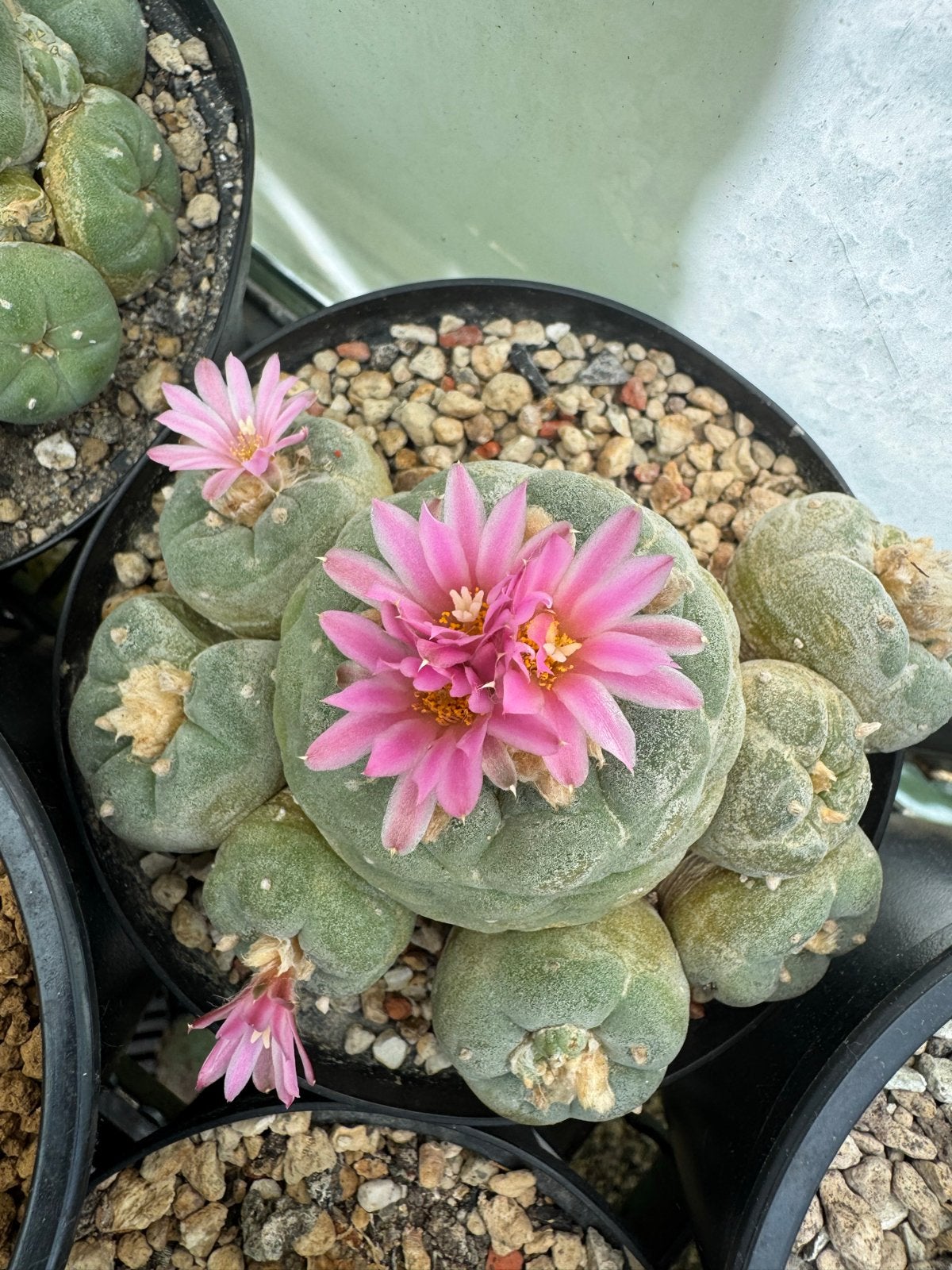 “Lophophora cactussen – bloeiende exemplaren beschikbaar, Overige soorten, Volle zon, Vaste plant, Ophalen of Verzenden