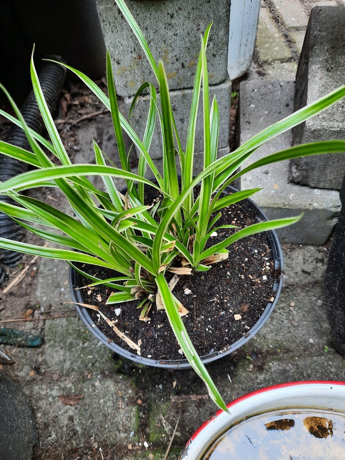 Zegge, Carex, Tuin en Terras, Planten | Tuinplanten, Ophalen, Overige soorten, Volle zon
