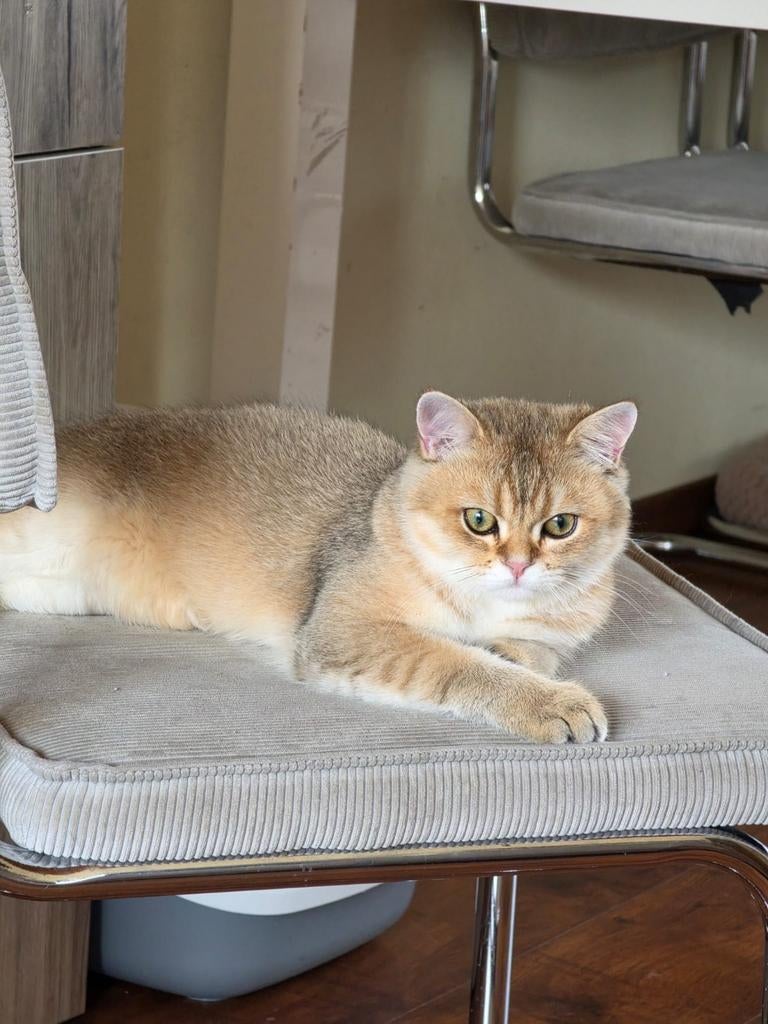 Britse korthaar kitten Golden Shaded raszuiver & Compleet, Kater, Met stamboom, 0 tot 2 jaar
