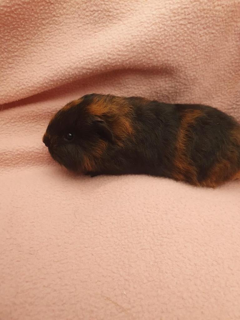 3 Ch teddy's beschikbaar, April, Meerdere dieren, Cavia