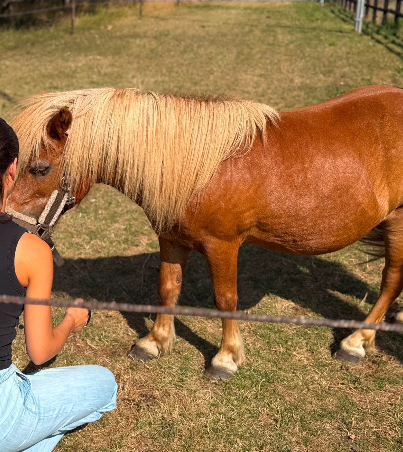 Gratis verzorgpony (grote shetlander) aangeboden – Opijnen, Dieren en Toebehoren