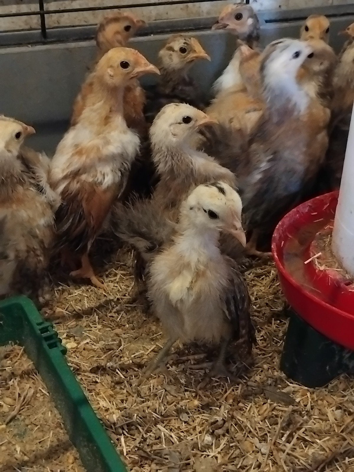 Serama zijdeveer kuikens, Meerdere dieren, Kip