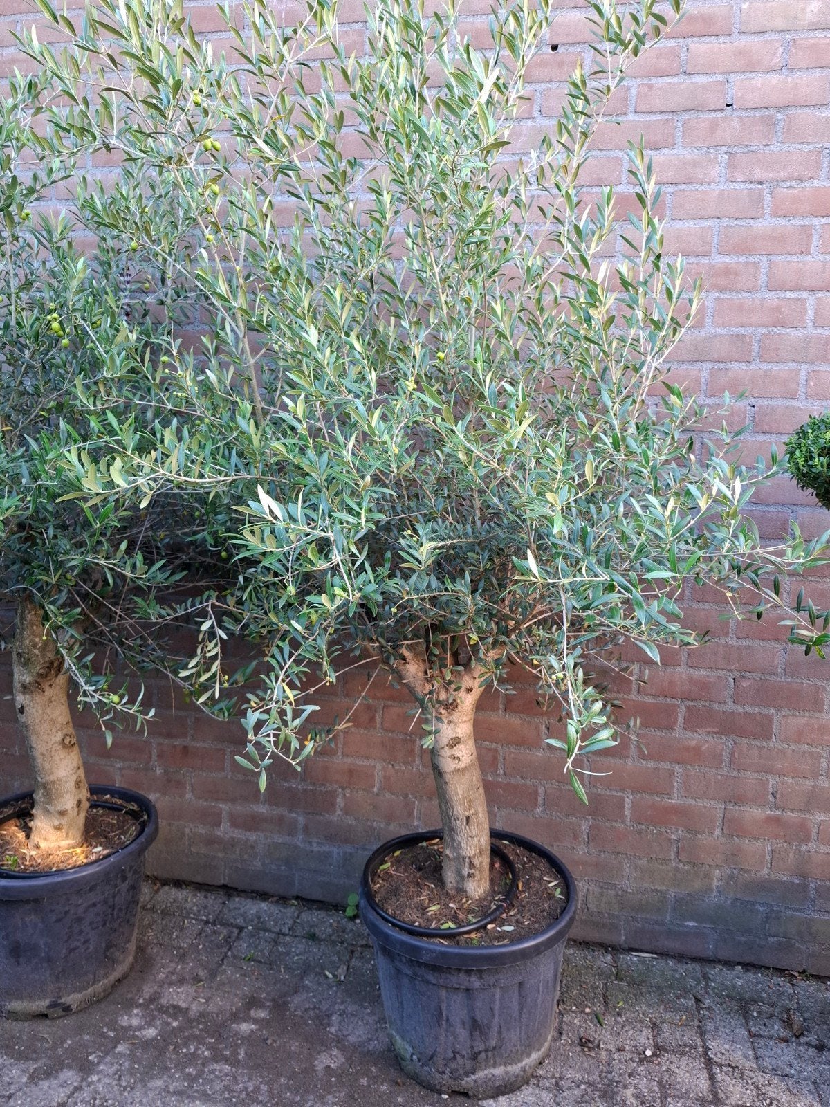 olijfbomen deal !!, Volle zon, Ophalen of Verzenden, 100 tot 250 cm, Olijfboom