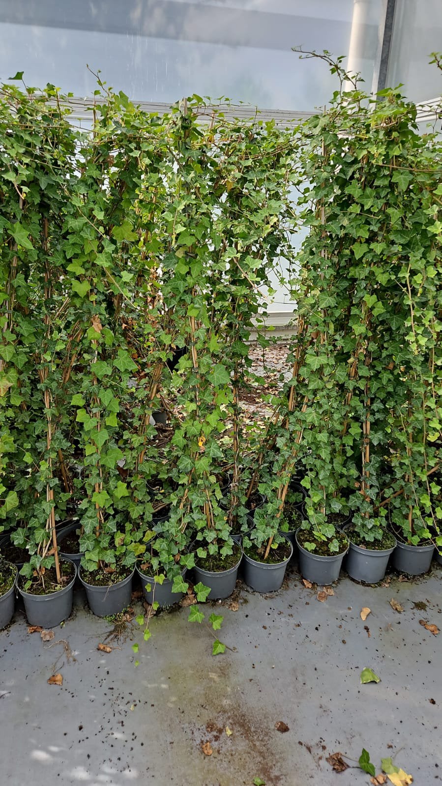 Hedera 180/200  4 liter pot leuk vertakt partij 150 stuks, Ophalen, Vaste plant, Bloeit niet, Halfschaduw