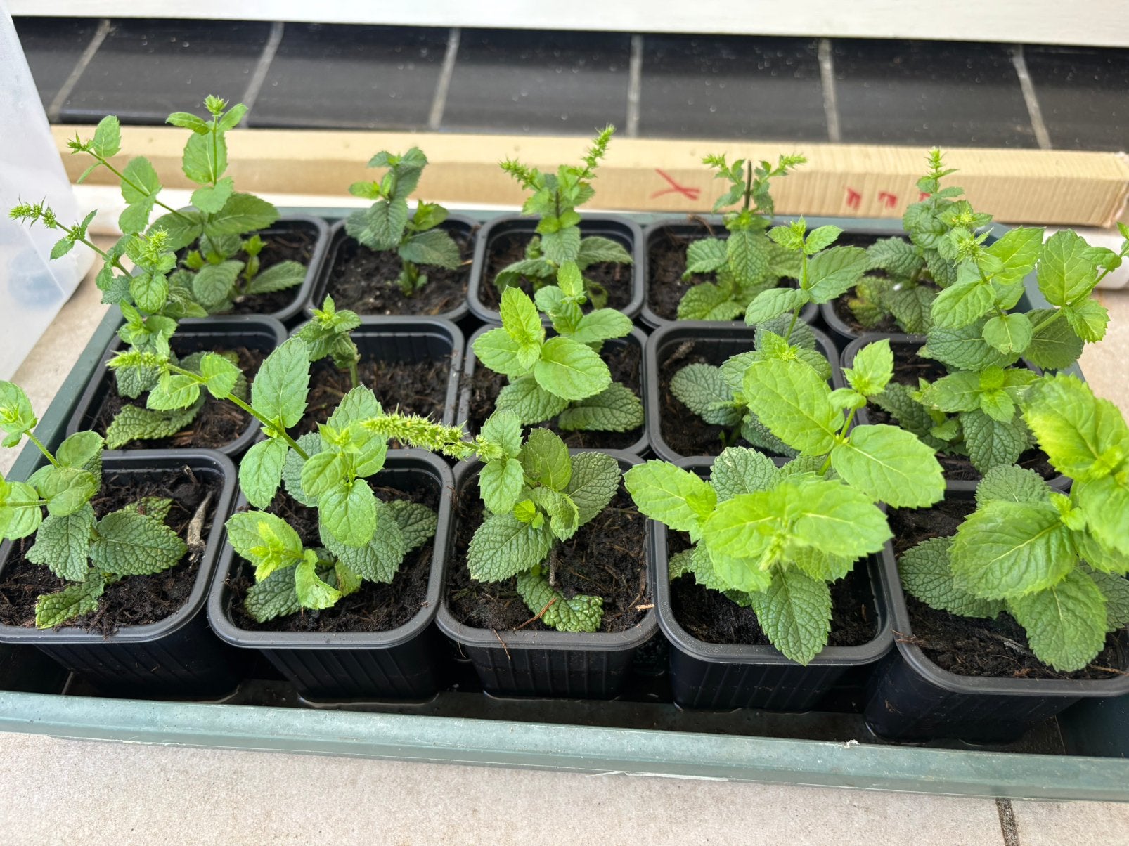 Bio Marokkaanse munt stekjes, Ophalen, Vaste plant, Halfschaduw, Kruiden