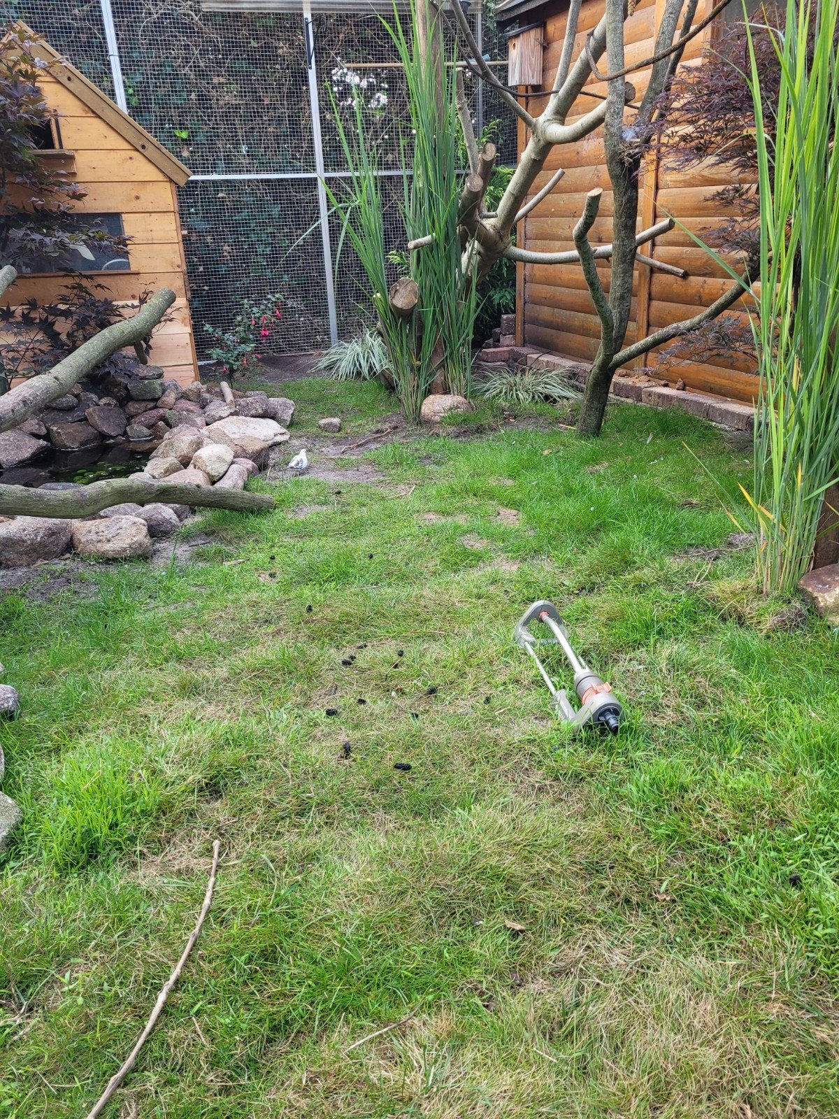 gezocht 1 of 2 koppels japanse meeuwtjes, Meerdere dieren