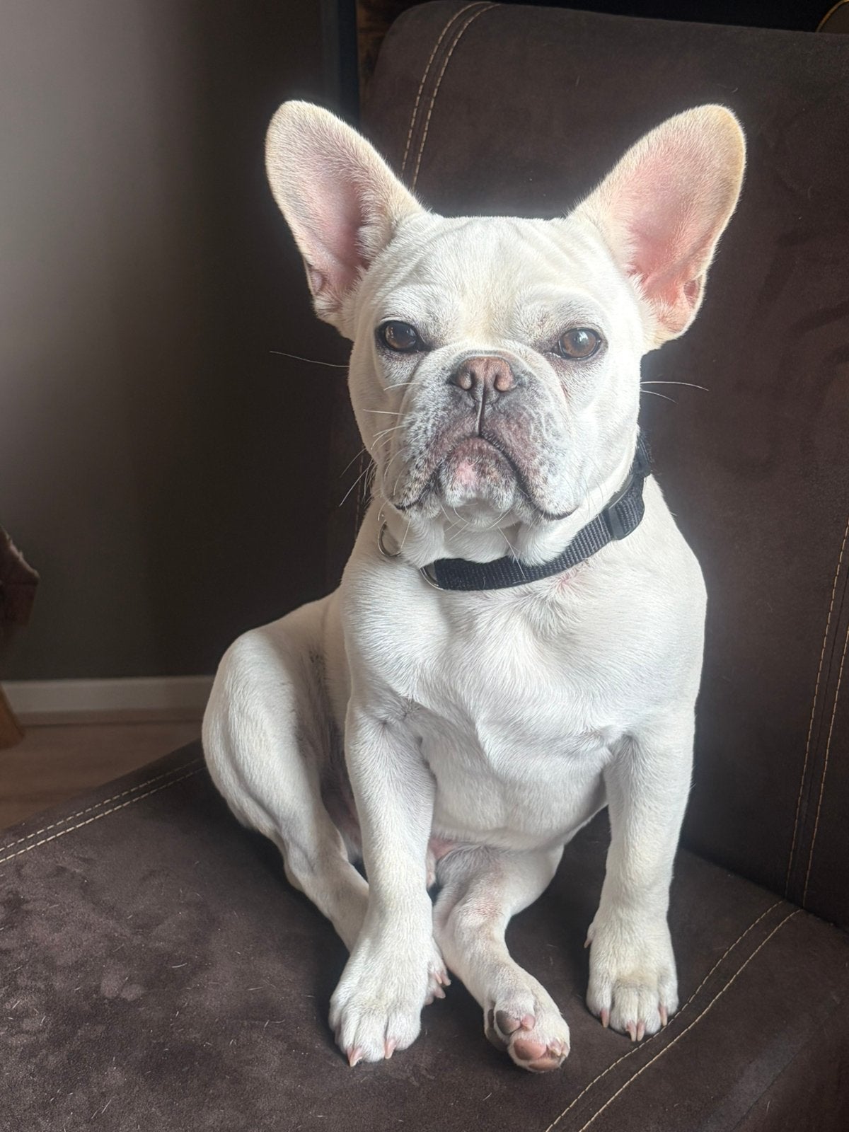 Franse bulldog, 15 weken tot 1 jaar, Reu, CDV (hondenziekte), Bulldog