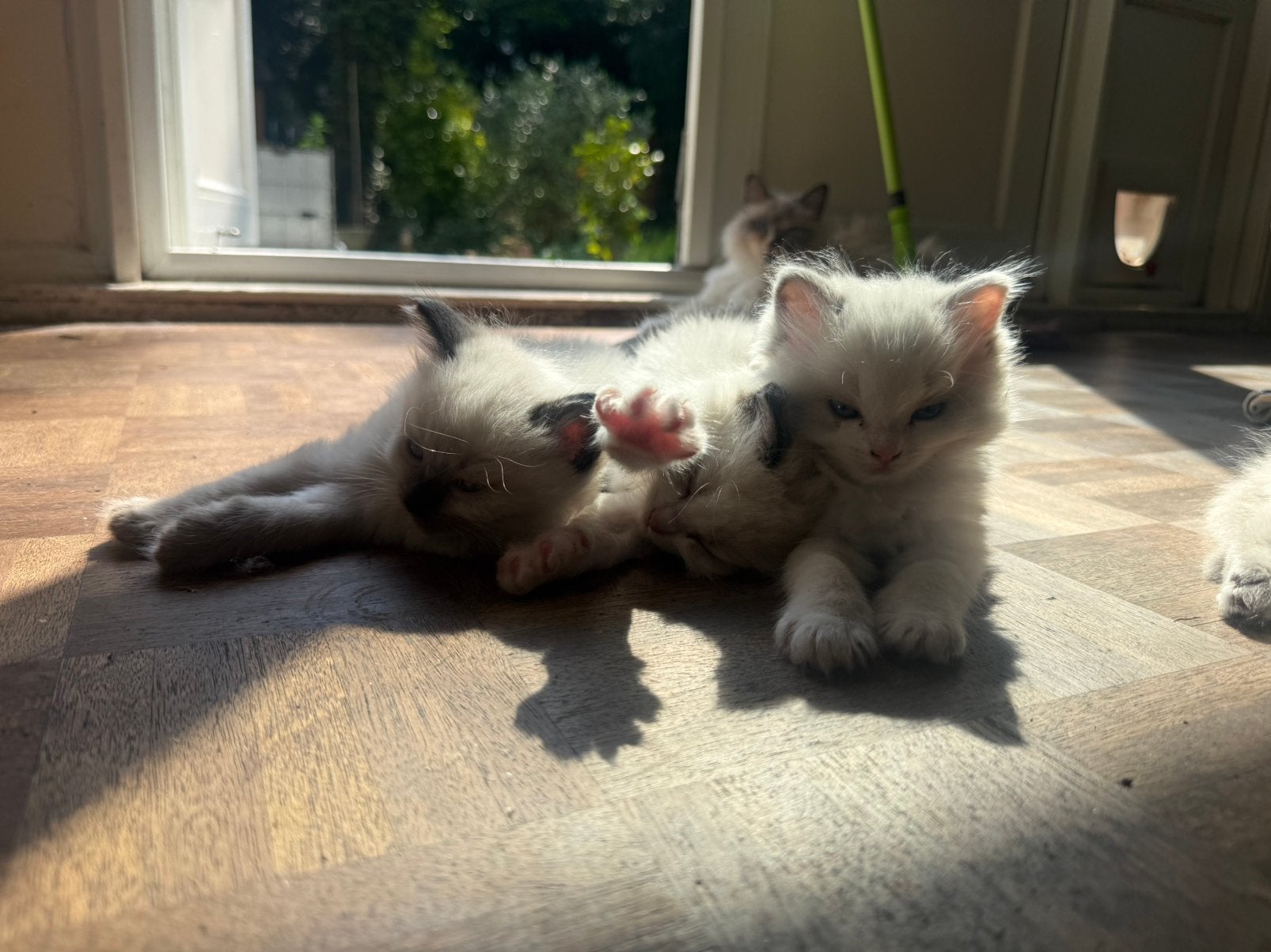 Raszuivere ragdoll kittens, Meerdere dieren, Ontwormd, 0 tot 2 jaar