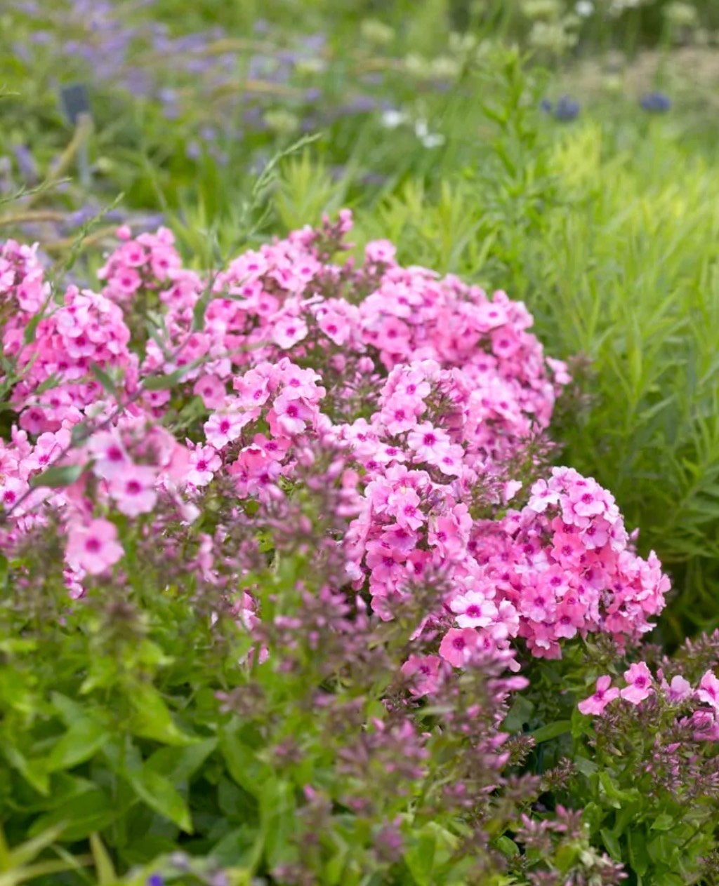 Phlox - Vlambloem voor een kleurrijke tuin, Volle zon, Vaste plant, Zomer, Ophalen
