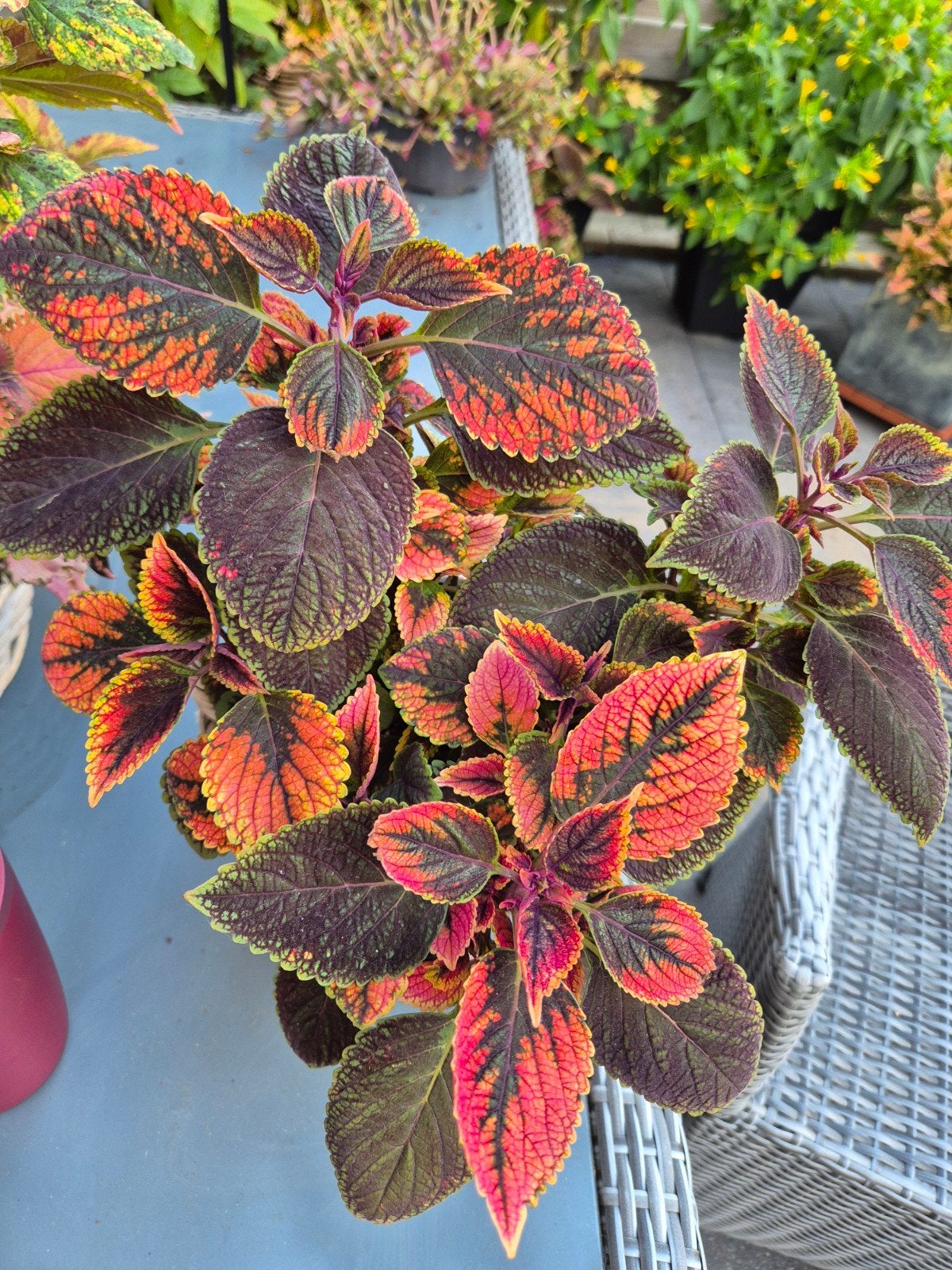 coleus siernetel stekjes, Ophalen of Verzenden, Overige soorten, Volle zon