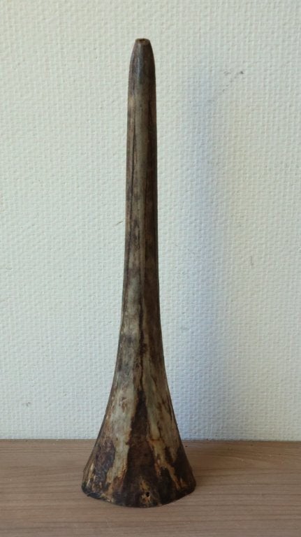 Taxidermie oude rostrum, Ophalen of Verzenden, Gebruikt, Overige soorten, Schedel