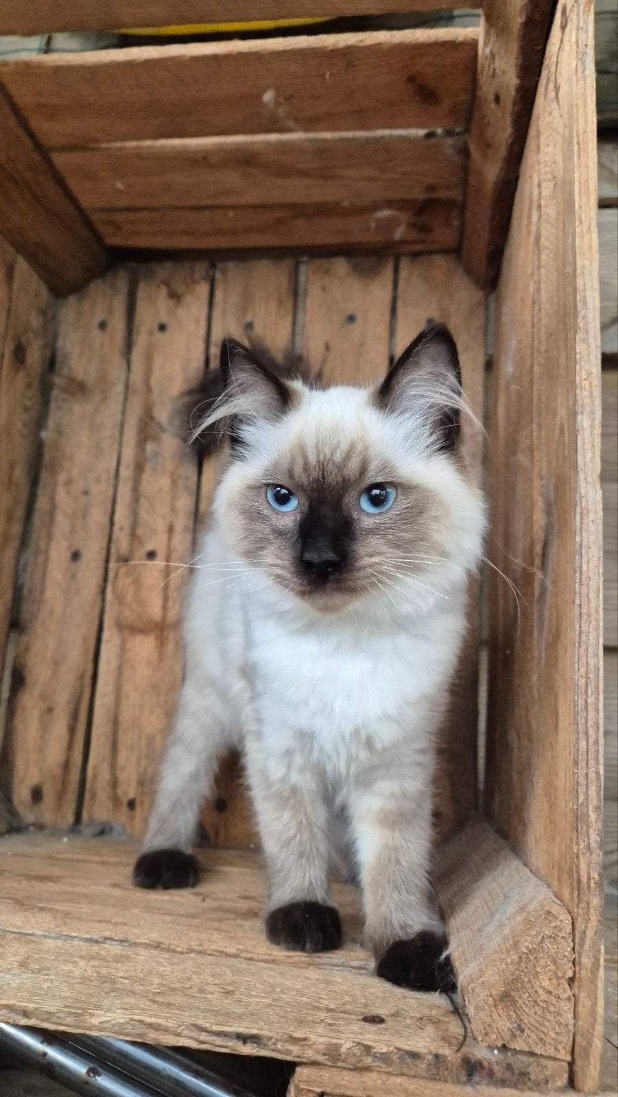 ragdoll kittens, Dieren en Toebehoren, Meerdere dieren, Gechipt