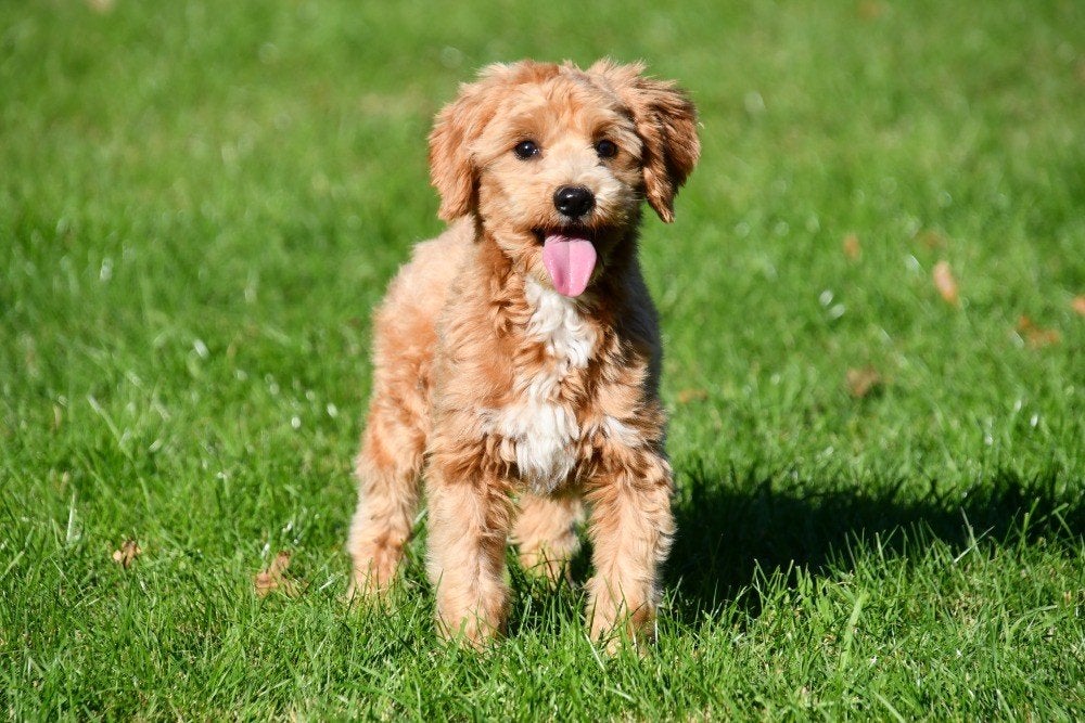Maltipoo dekreu, Reu, 1 tot 2 jaar, Buitenland, Parvo