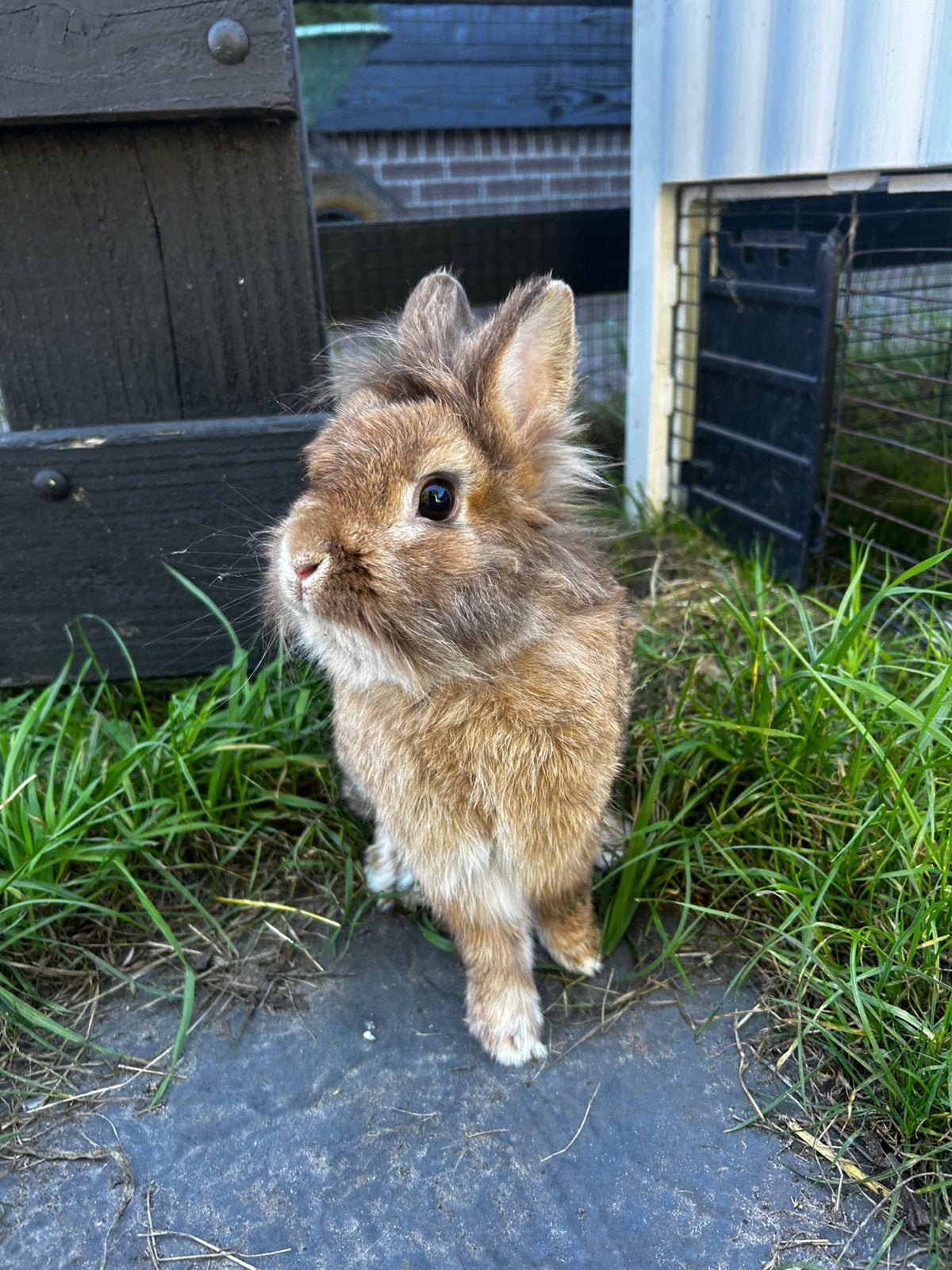 Leeuwenkopje mannetje, Dieren en Toebehoren, Mannelijk, Dwerg, 3 tot 5 jaar