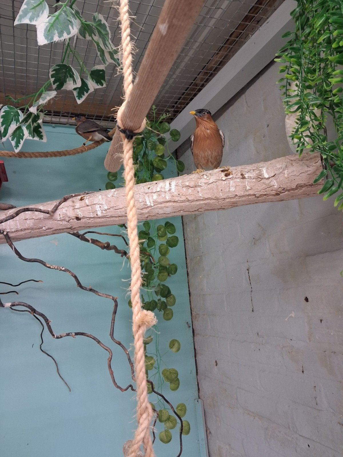 koppel pagode spreeuwen., Dieren en Toebehoren, Meerdere dieren
