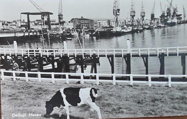 Delfzijl- Haven- Kranen- Koe- 1965, Verzamelen, Ophalen of Verzenden, 1940 tot 1960, Gelopen, Groningen