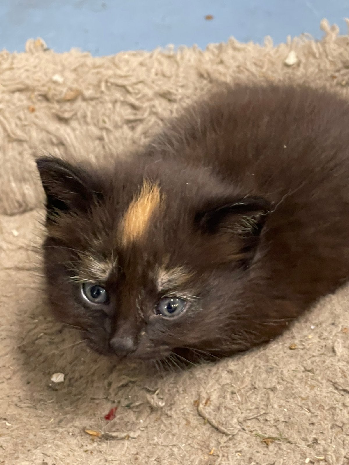 lieve kittens, 4stuks direct beschikbaar, Meerdere dieren, Kortharig, 0 tot 2 jaar