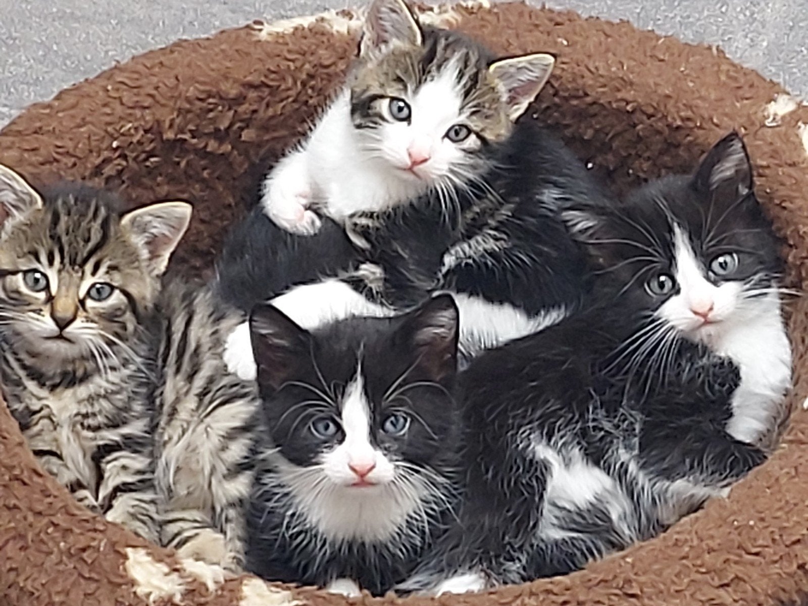 kittens kater poesje kitten, Meerdere dieren
