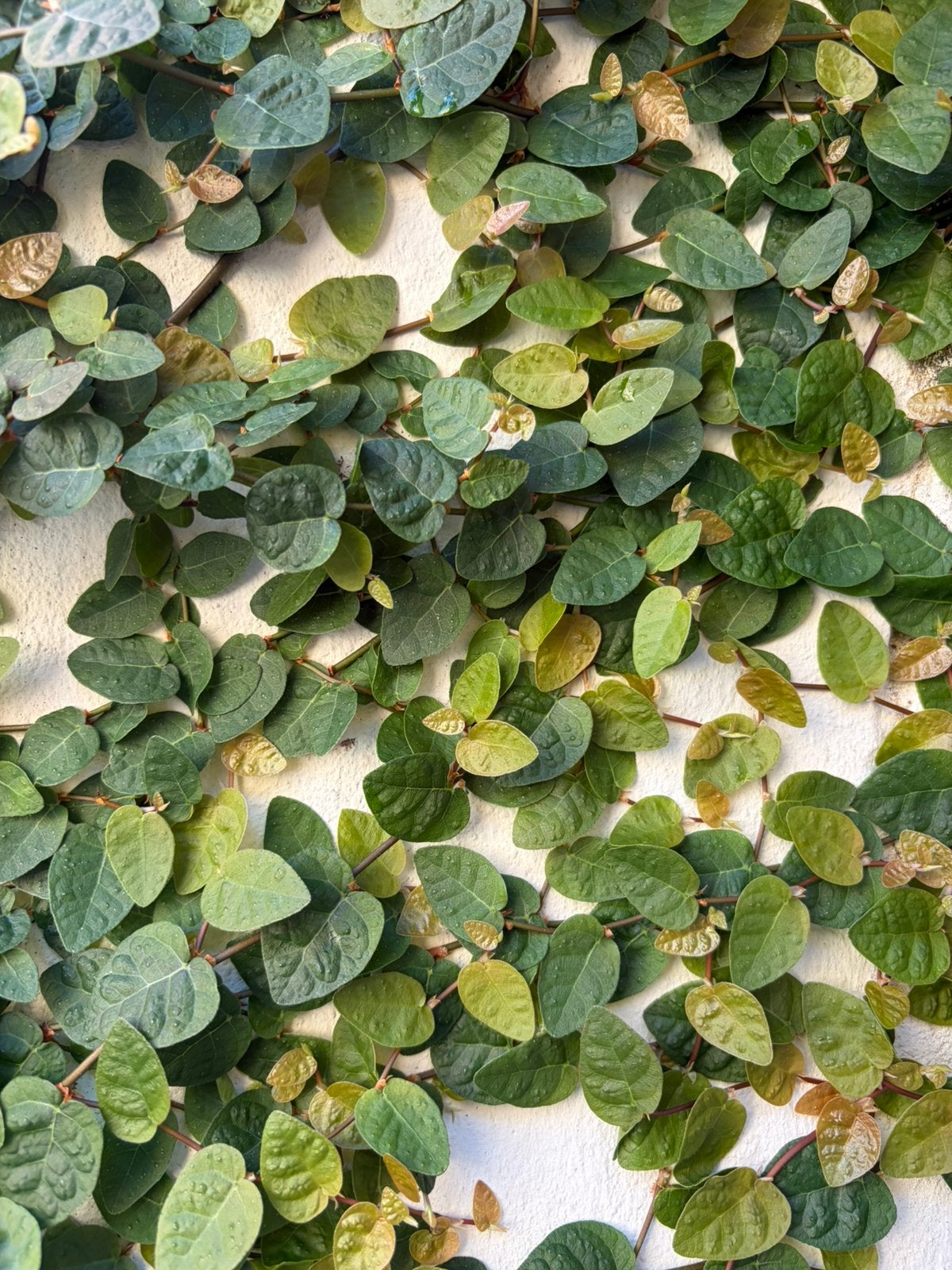 Ficus pumila var. pumila - stekken, Ophalen of Verzenden, Ficus, Halfschaduw, Minder dan 100 cm
