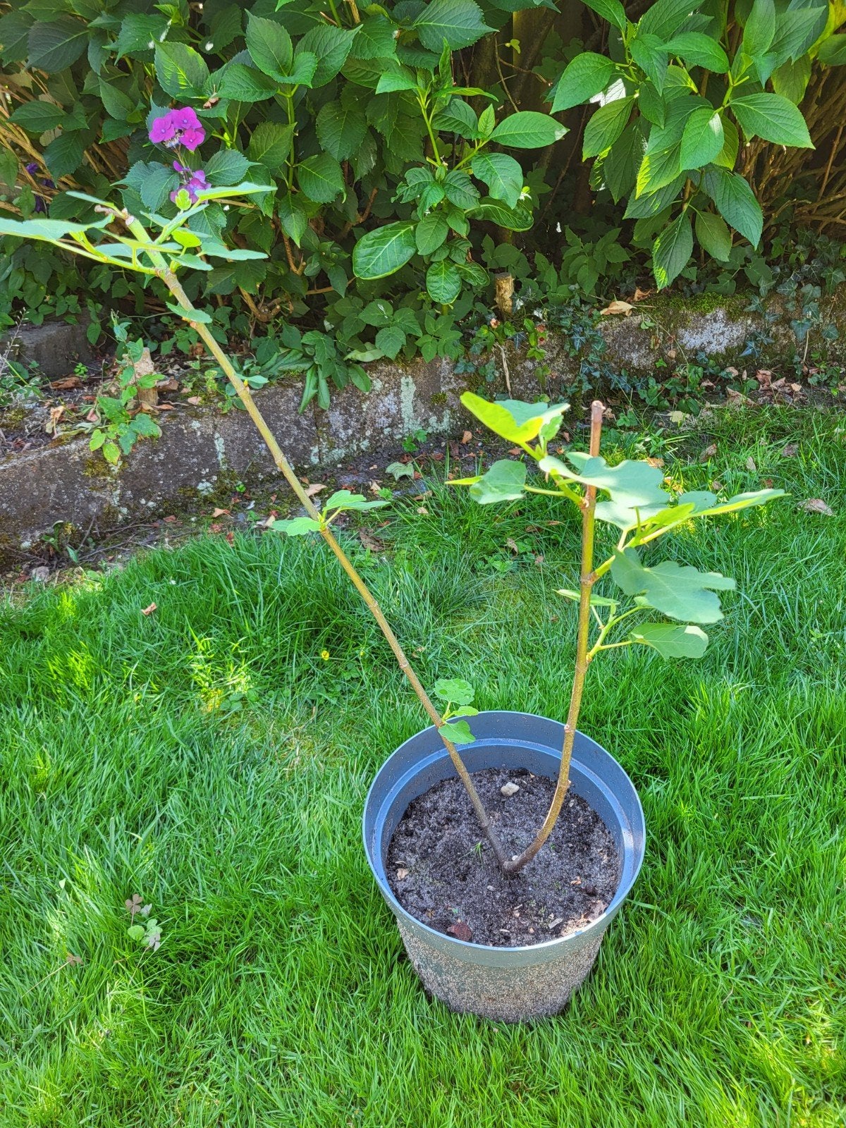 Vijgenboompje, Ophalen, Minder dan 100 cm