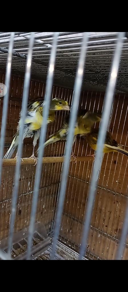Te koop kanaries prijs 250 euro per koppel, Dieren en Toebehoren, Vogels | Kanaries