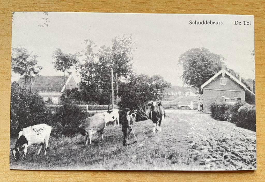 Schuddebeurs De Tol boer met koeien, Ophalen of Verzenden, Ongelopen, Zeeland