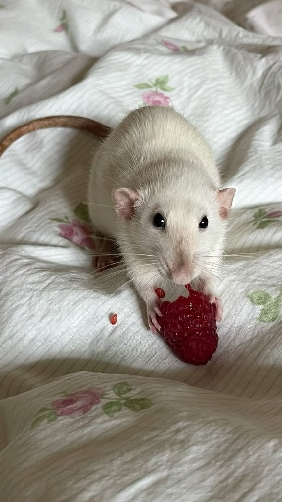 GEZOCHT: tamme vrouwtjes rat, Dieren en Toebehoren, Knaagdieren, Rat, Juli, Vrouwelijk, Tam
