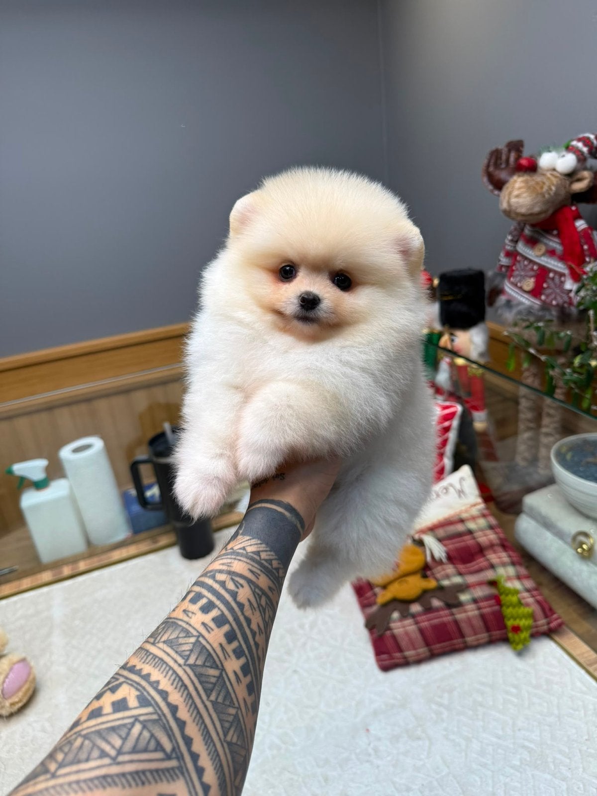 Bearface pomerian pup, Parvo, 8 tot 15 weken, Teef, Eén hond