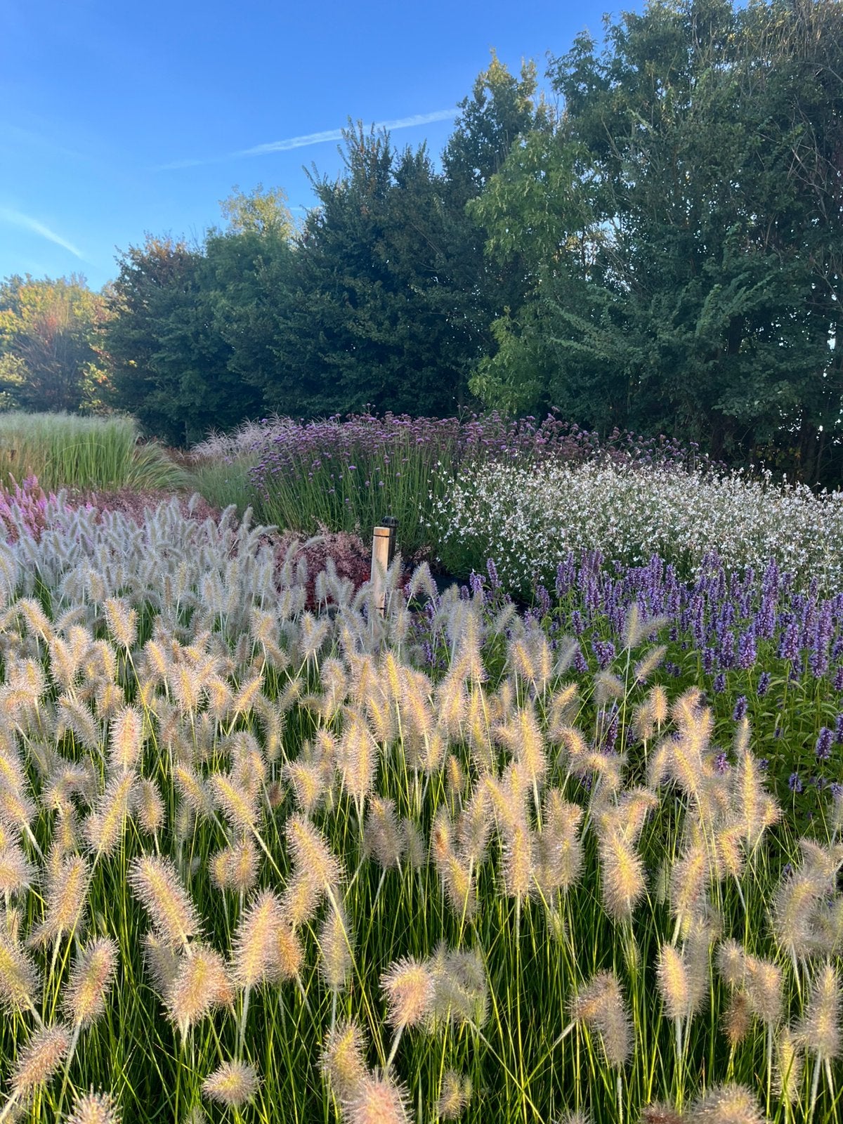 Pennisetum alo 'Hameln' - Lampenpoetsergras P9 en 2 L pot