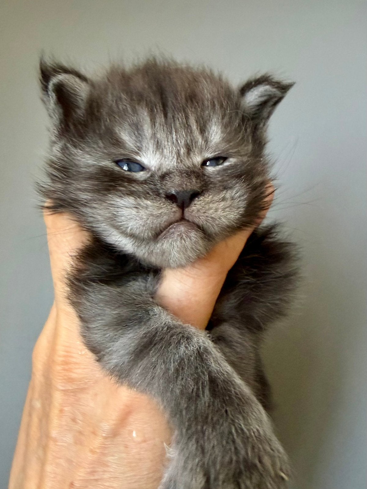 Maine coon kittens met stamboom, Kater, Met stamboom, 0 tot 2 jaar