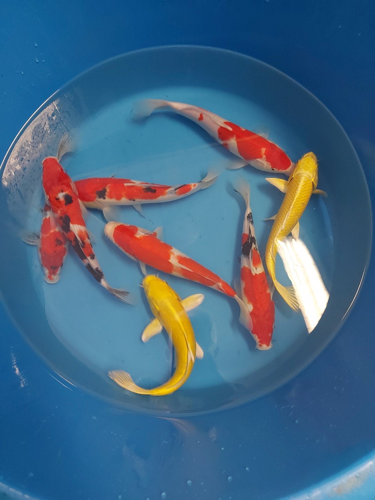 15 koi, Karper of Koi