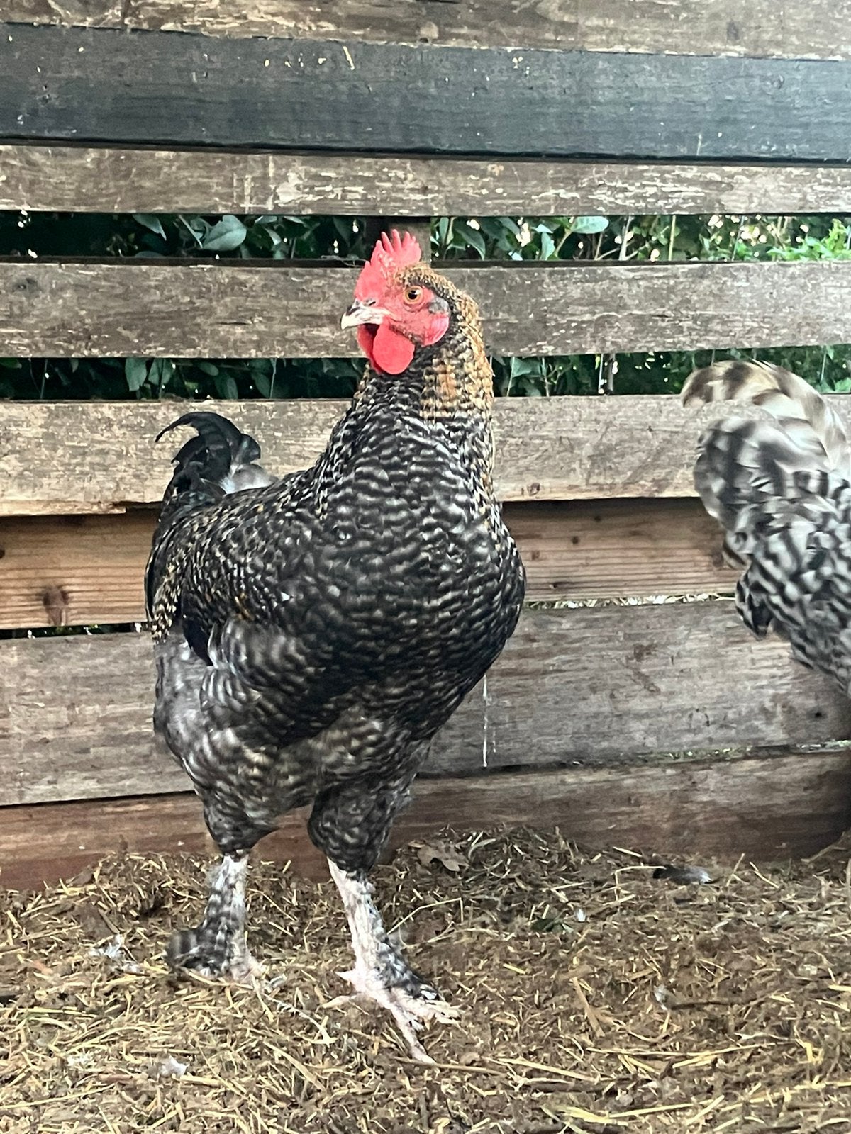 Jonge olijflegger/olive egger hanen, Dieren en Toebehoren, Meerdere dieren, Kip