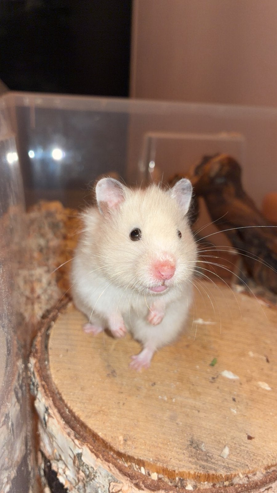 Syrische hamster Mimi, Januari, Vrouwelijk, Hamster