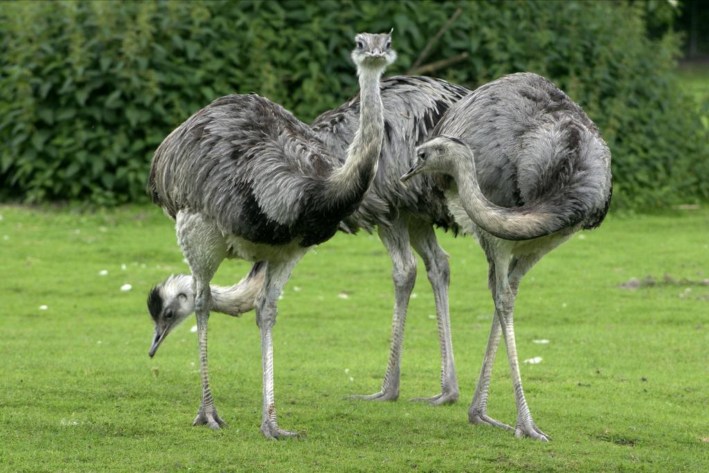 Nandoes gezocht, Februari, Meerdere dieren