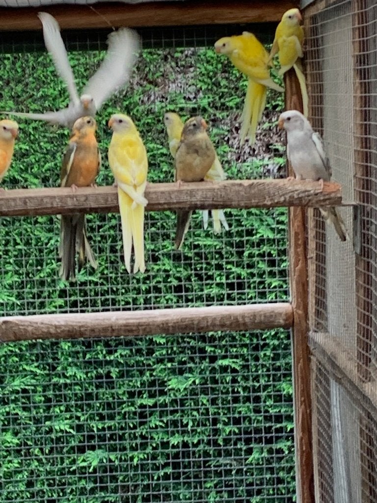 Roodrug parkieten, Meerdere dieren, Parkiet, Geringd