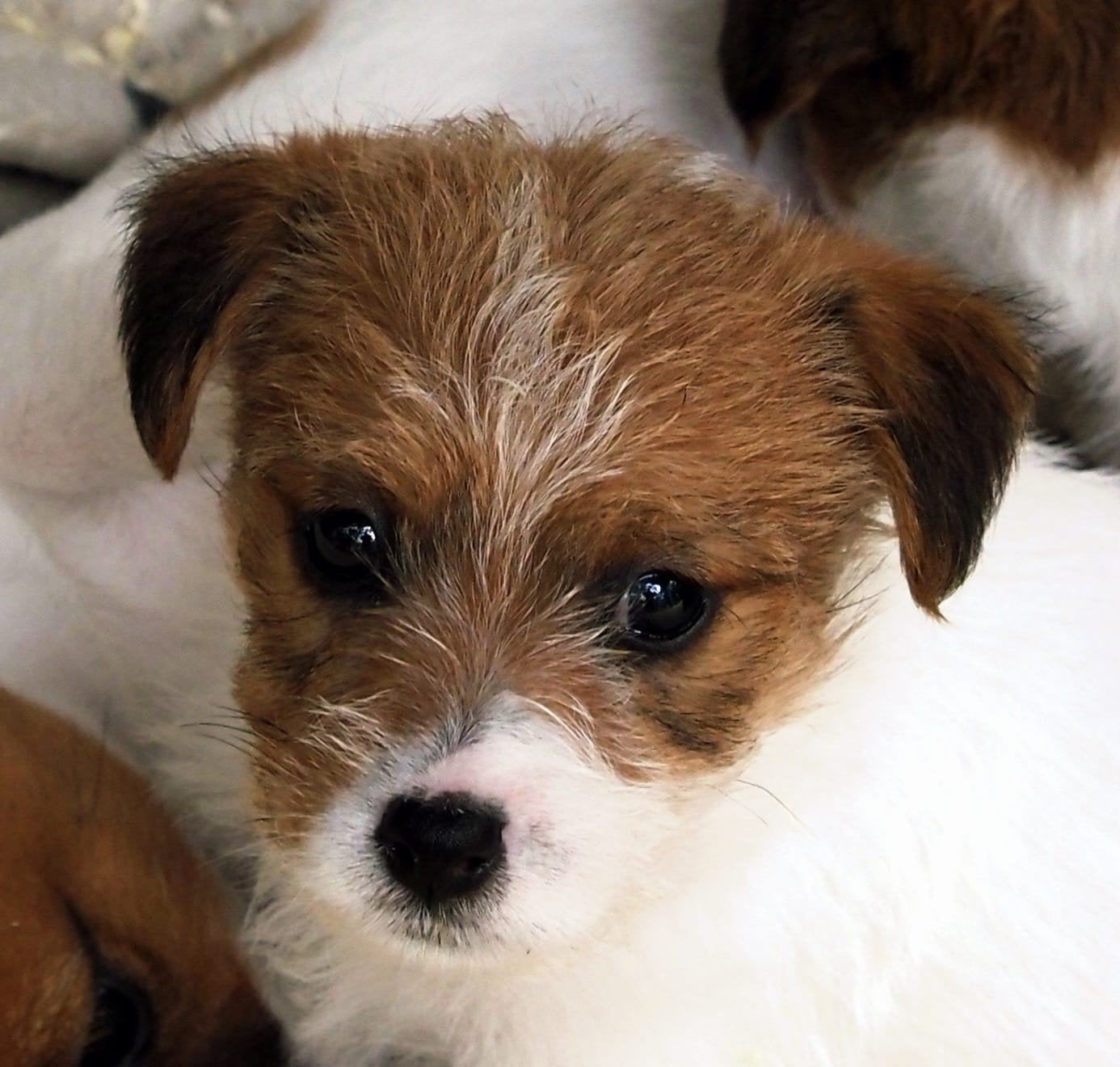 jack russel pups (ruwhaar broken coat) te k, Jack Russell Terriër, 8 tot 15 weken, Meerdere, Meerdere dieren