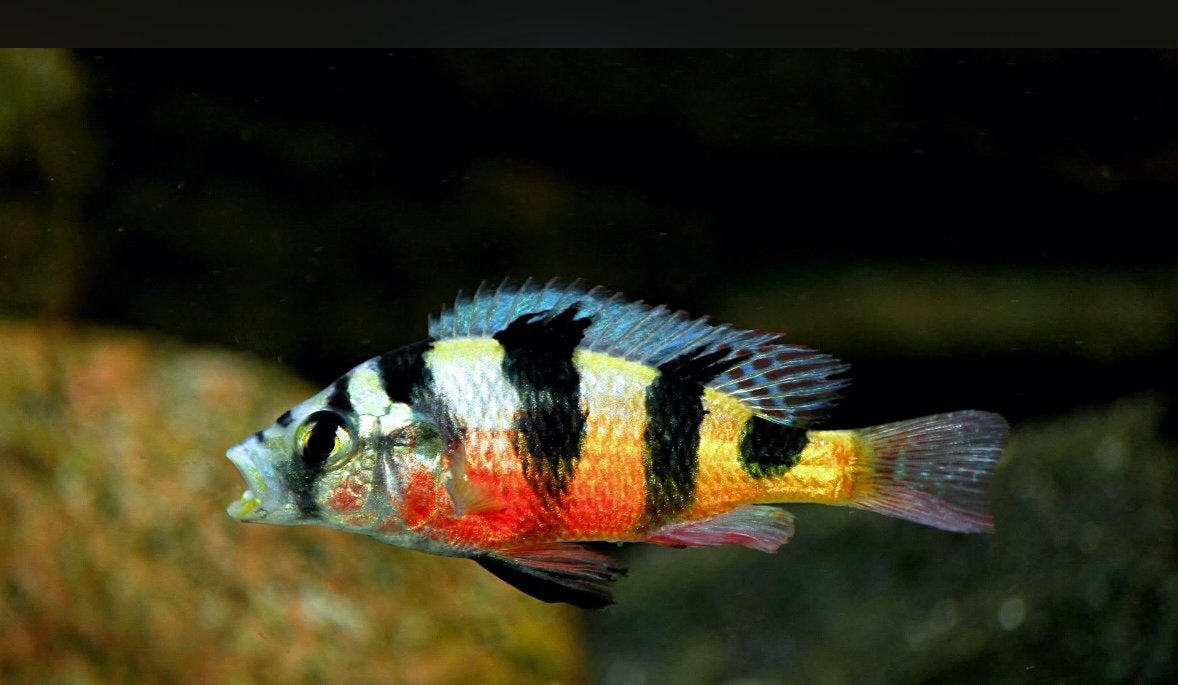 Haplochromis Obliquidens ( vicoria cichlide ), Vis