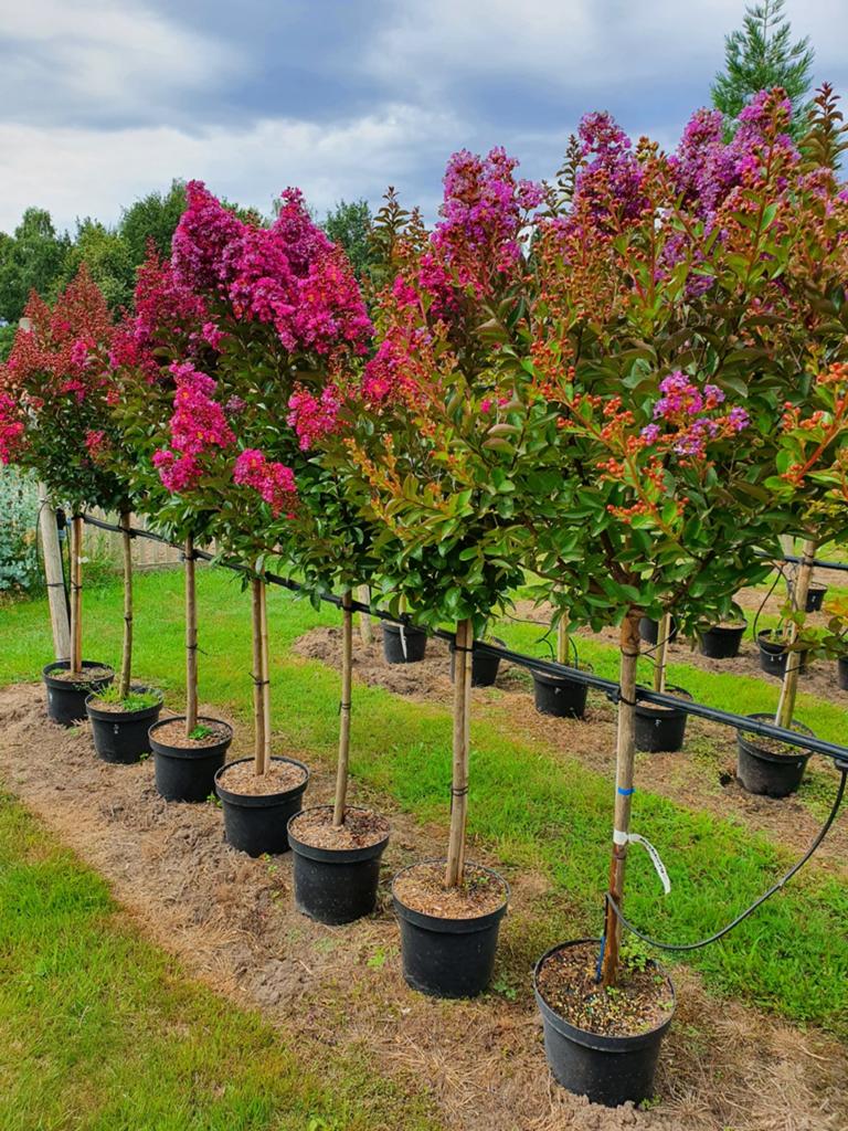 Lagerstroemia indica Purple Star / mooie dikke bomen  ‼️‼️, 250 tot 400 cm, Zomer, Ophalen, Volle zon