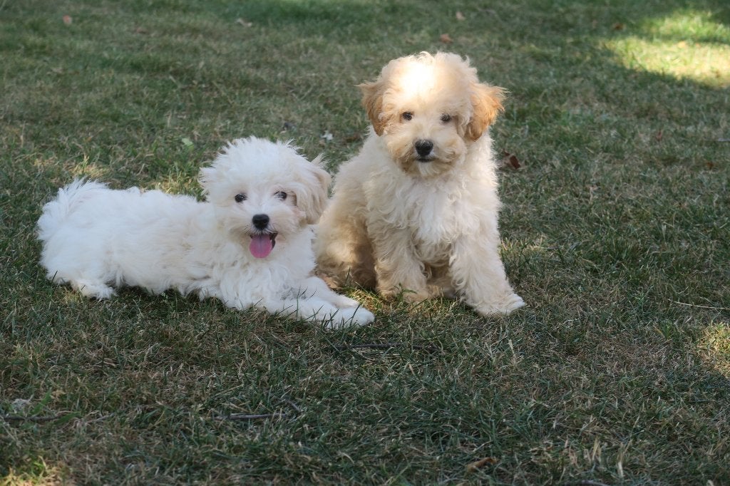 Leuke Kleine Maltipoo pups reutjes, Dieren en Toebehoren, Poedel, Parvo, Nederland, Reu