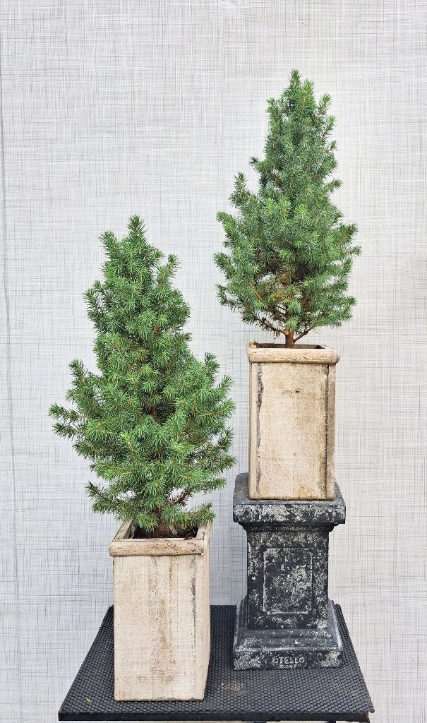 2 Dwergspar- Picea Glauca J.W.Daisy’s White Met Pot, Bloeit niet, Minder dan 100 cm, Volle zon, In pot