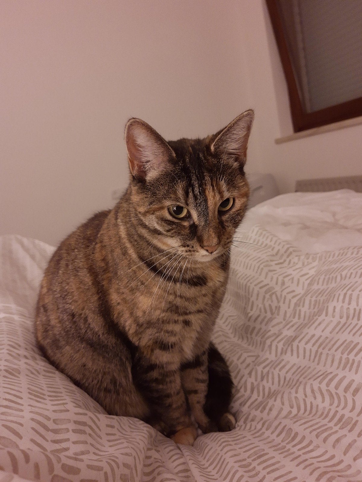 Poes Lilly zoekt een nieuw huisje, Poes, Ontwormd