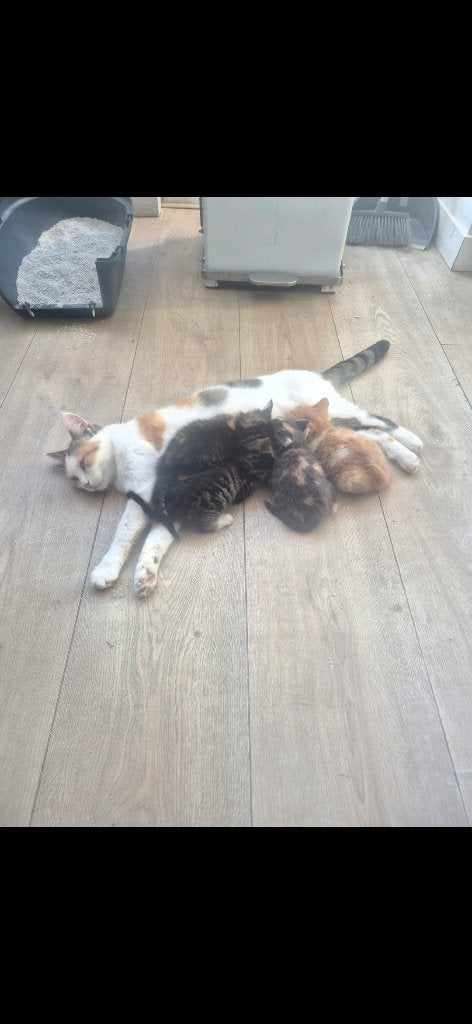 Kitten, Meerdere dieren, 0 tot 2 jaar