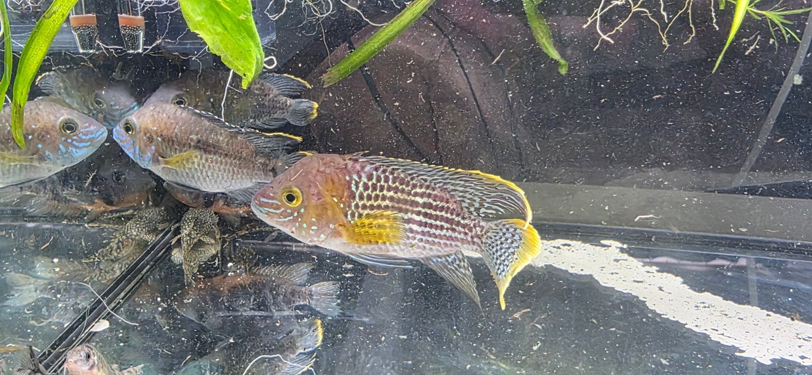 4 cichliden te koop, Vis