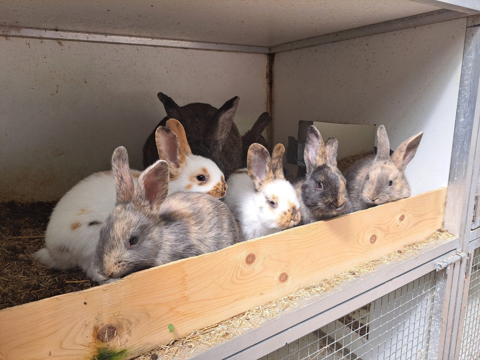 Jonge konijntjes. Lotharinger,  middelgroot, Dieren en Toebehoren, Meerdere dieren, Middelgroot, 0 tot 2 jaar