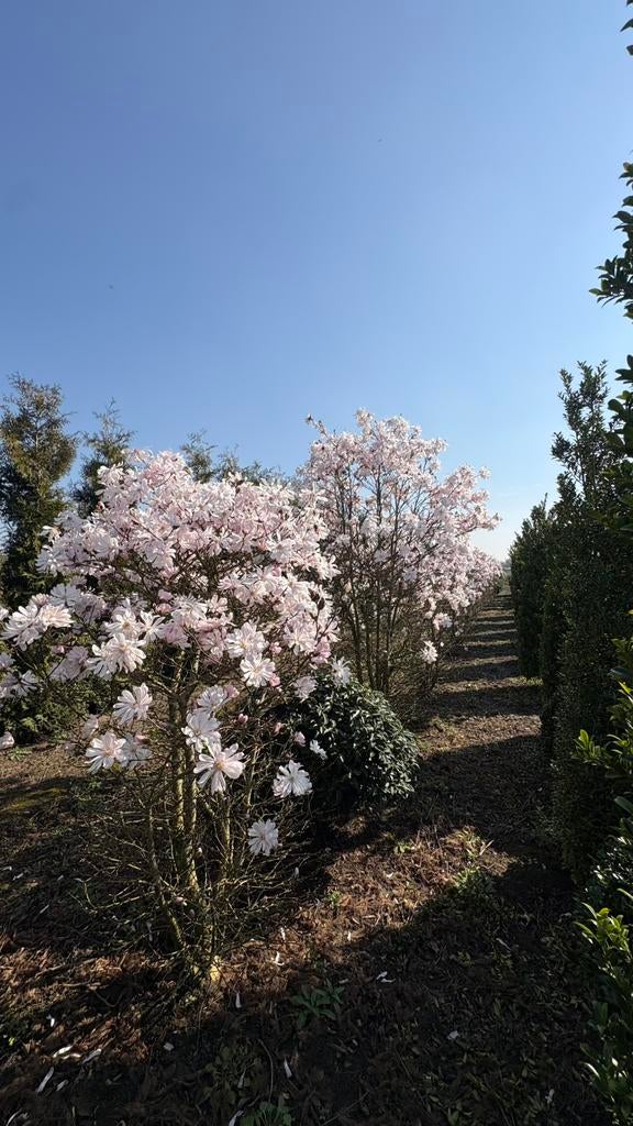 Magnolia stellata tulpenbomen in maten, Tuin en Terras, Planten | Tuinplanten, Overige soorten, Volle zon, Ophalen of Verzenden