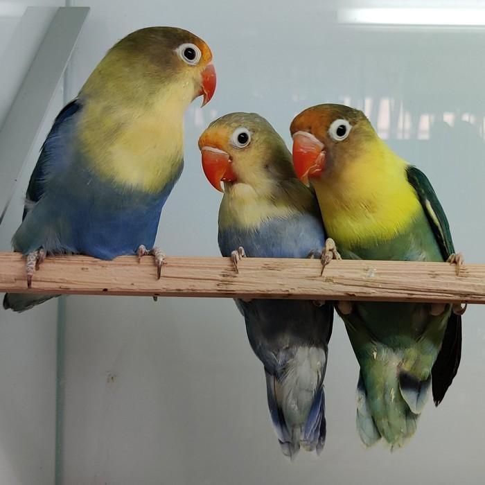agapornis fischeri, Meerdere dieren, Dwergpapegaai of Agapornis